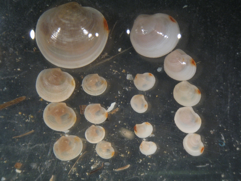 Loripes lacteus juv?